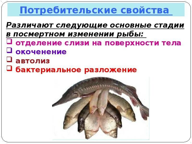Признаки по которым выбирают охлажденную рыбу