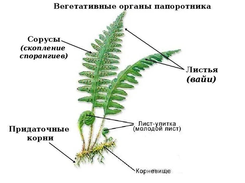 Папоротник щитовник спорофит. Папоротник щитовник спорофит. Строение спорофита папоротника. Ботаника картинки для повторения 6 класс. Внешний вид спороносящего папоротника.