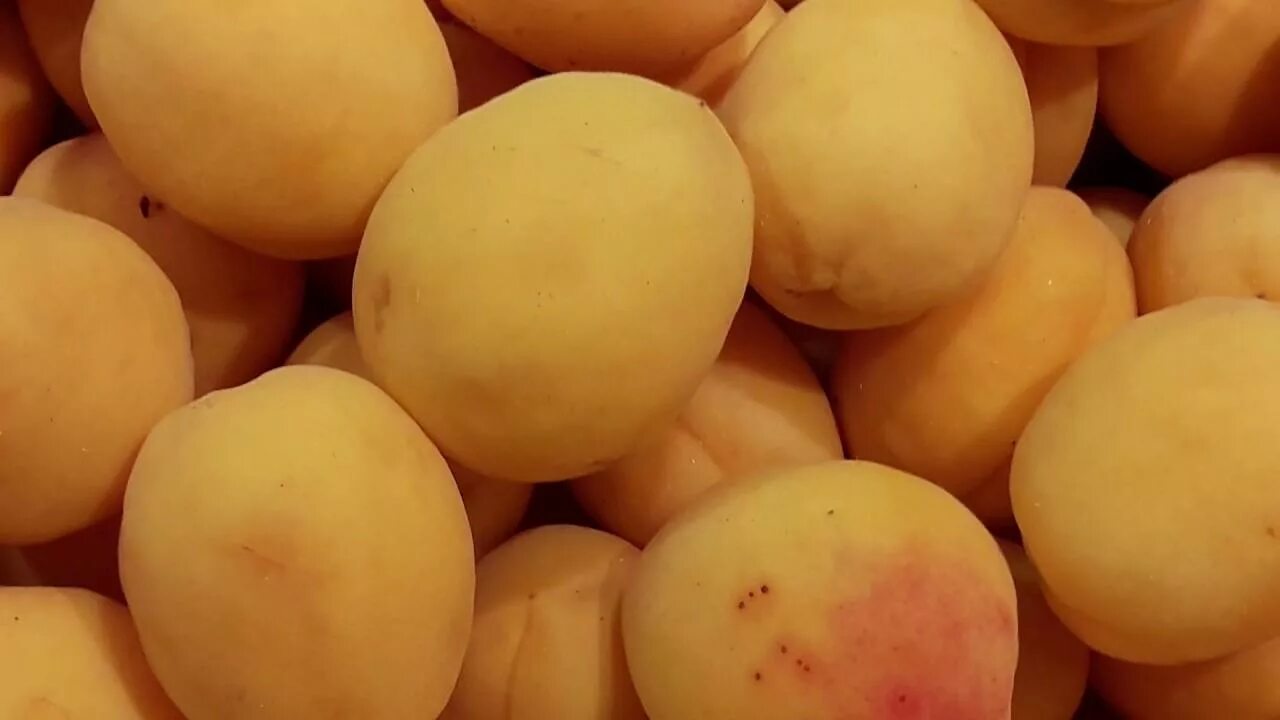 Сорт армянских абрикосов шалах. Абрикос сорт шалом. Армянские абрикосы шалах. Абрикос ананасный шалах. Абрикос сорт шалом.