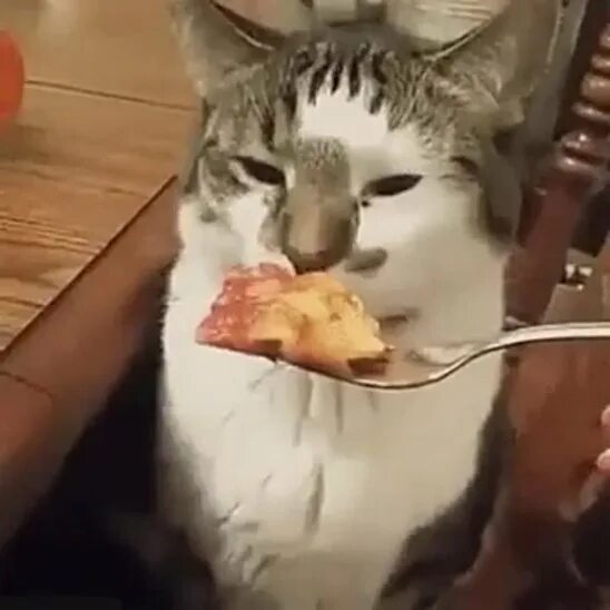 Кот блюет видео. Кота тошнит. кот отказывается от еды. кошка которую тошнит.