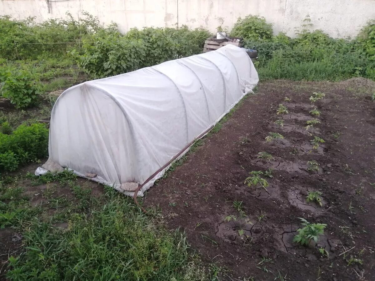 Спанбонд для теплицы. Как натянуть парник. Парник из укрывного материала с дугами. Теплица огуречник. Парник из укрывного материала с дугами.