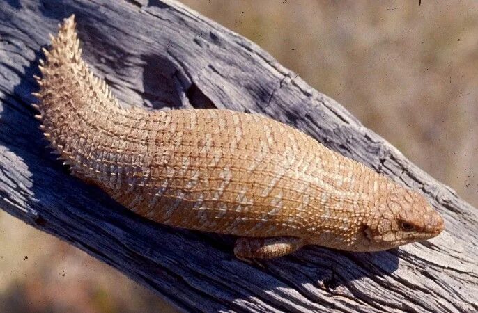 Тсучиноко змея. Egernia stokesii. Цутиноко змея. Цутиноко животное. Цутиноко реальное фото