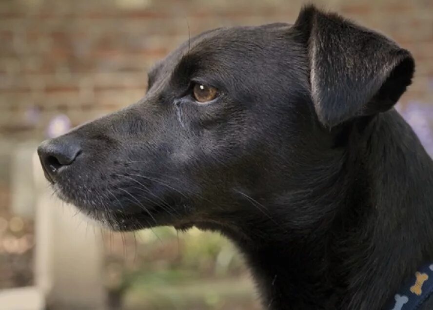 паттердейл терьер на охоте. паттердейл терьер. пит паттердейл терьер. паттердейл терьер фото. английский паттердейл терьер.