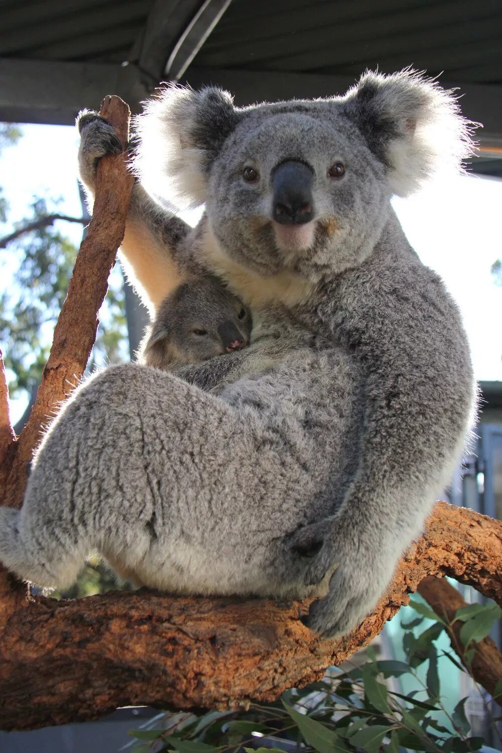 Коала. Коала эндемик. Самка коалы. Коала сумчатое животное или нет.