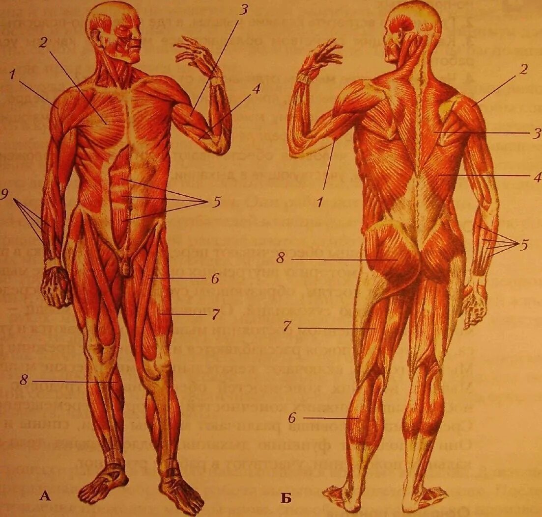 Класс мышцы. Мышечный скелет человека сзади. Поверхностные скелетные мышцы вид спереди и сзади. Мышцы туловища и конечностей анатомия. Мышцы туловища человека сзади.