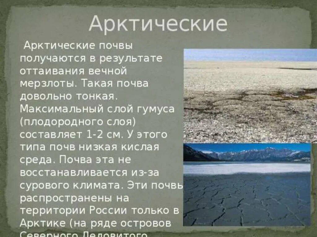 Арктические почвы характеристика. Особенности арктической почвы. Характеристика арктических почв в России. Описание арктической почвы.