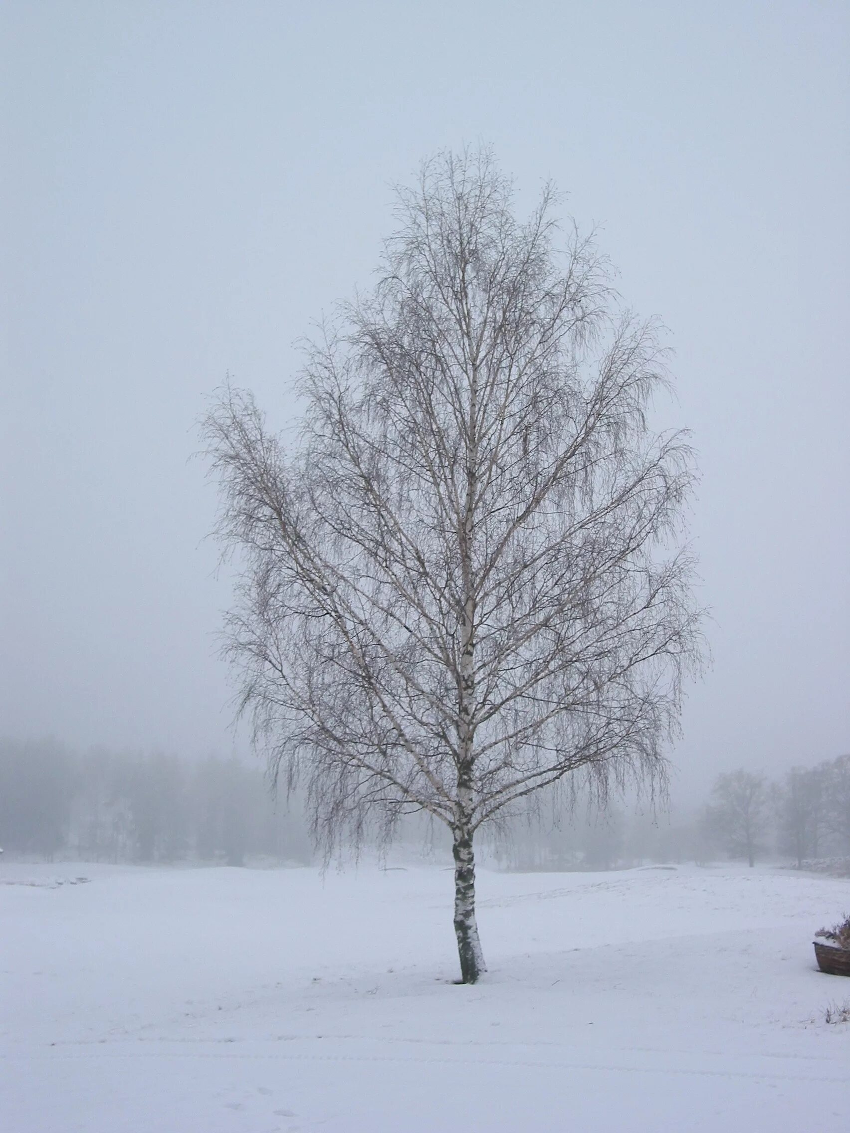 Березки лед. Деревья зимой. Зимняя береза. Деревья в снегу. Береза зимой.