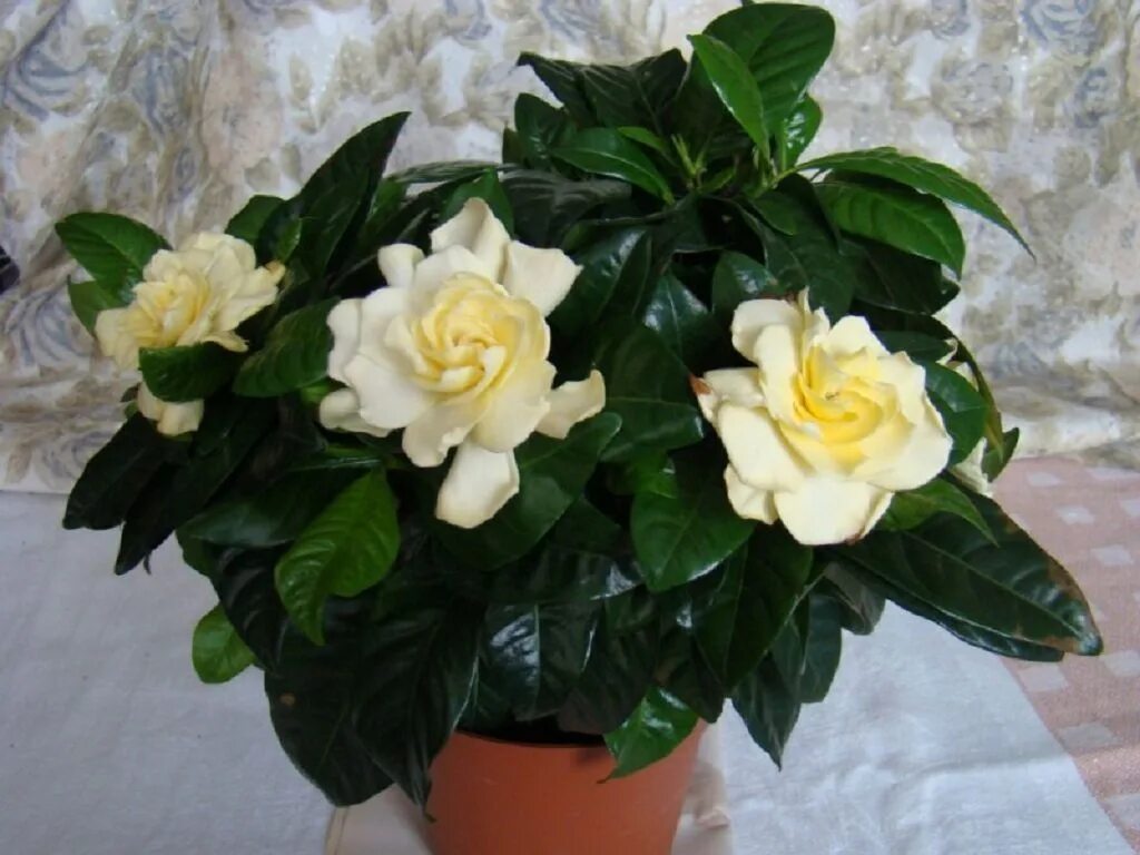 Гардения цвету. Гардения жасминовая желтая. Камелия жасминовидная. Цветок гардения жасминовидная. Гардения бельмонт.