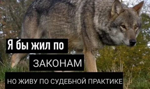 Если бы волки были