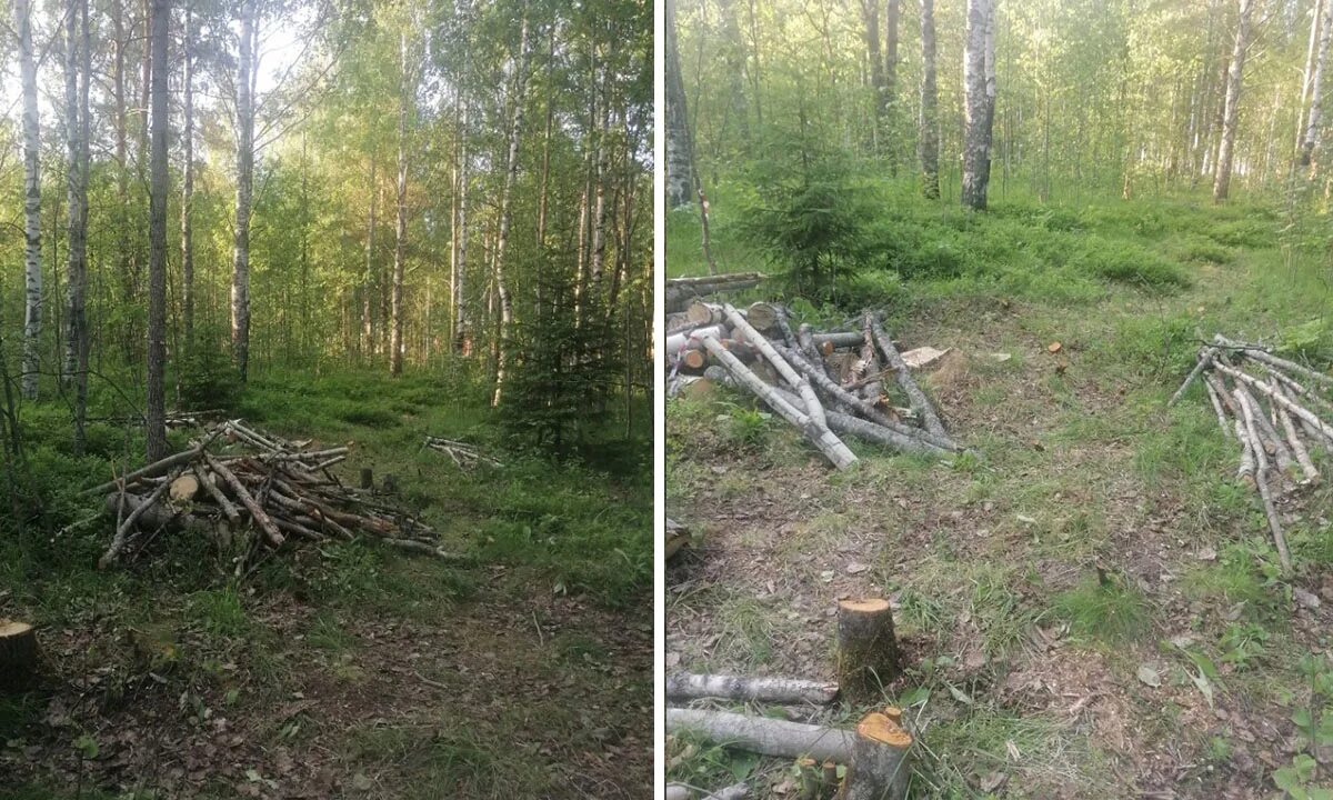 Вырубленного места было всего с версту