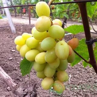 Виноград мускат медовый описание сорта фото отзывы
