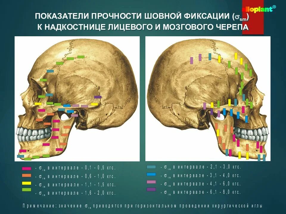 Развитие черепа в онтогенезе. Онтогенез черепа анатомия. Надкостница черепа.