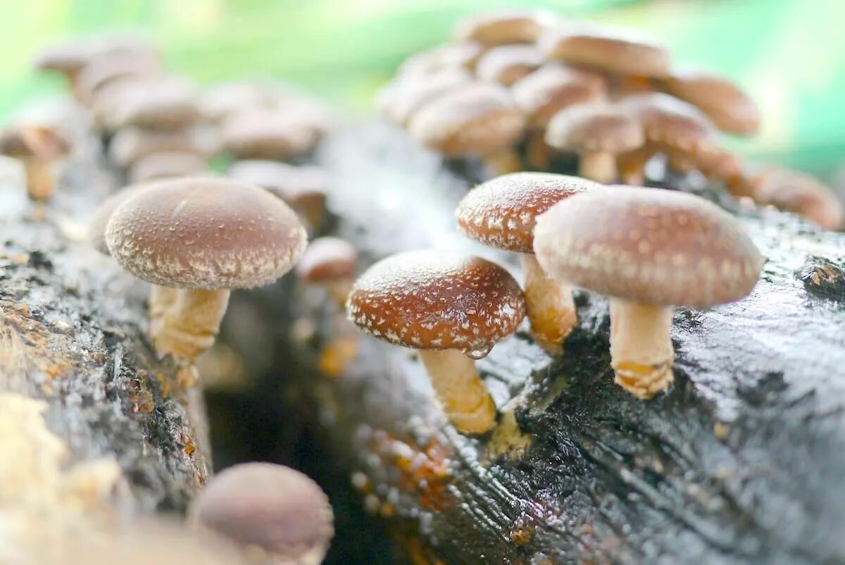 Грибы шиитаке свойства. Шиитаке съедобные грибы. Опята шиитаке. Шиитаке Lentinus edodes. Грибы японские шитаки.
