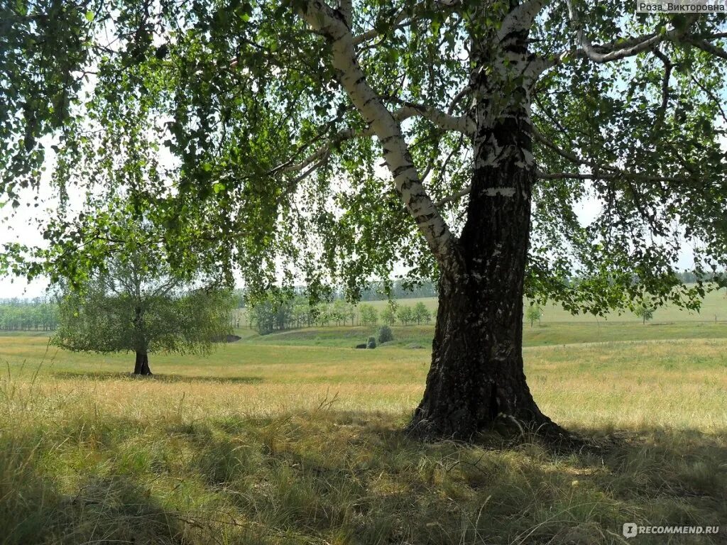 Песня березка кудрявая. Береза в поле.