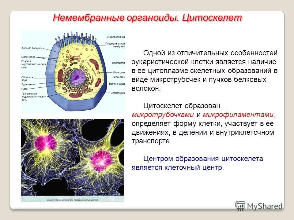 Ядром и цитоплазмой образован