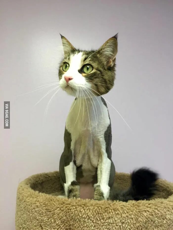 Как выглядит бритая кошка Domestic shorthaired cat Cats Wiki Fandom