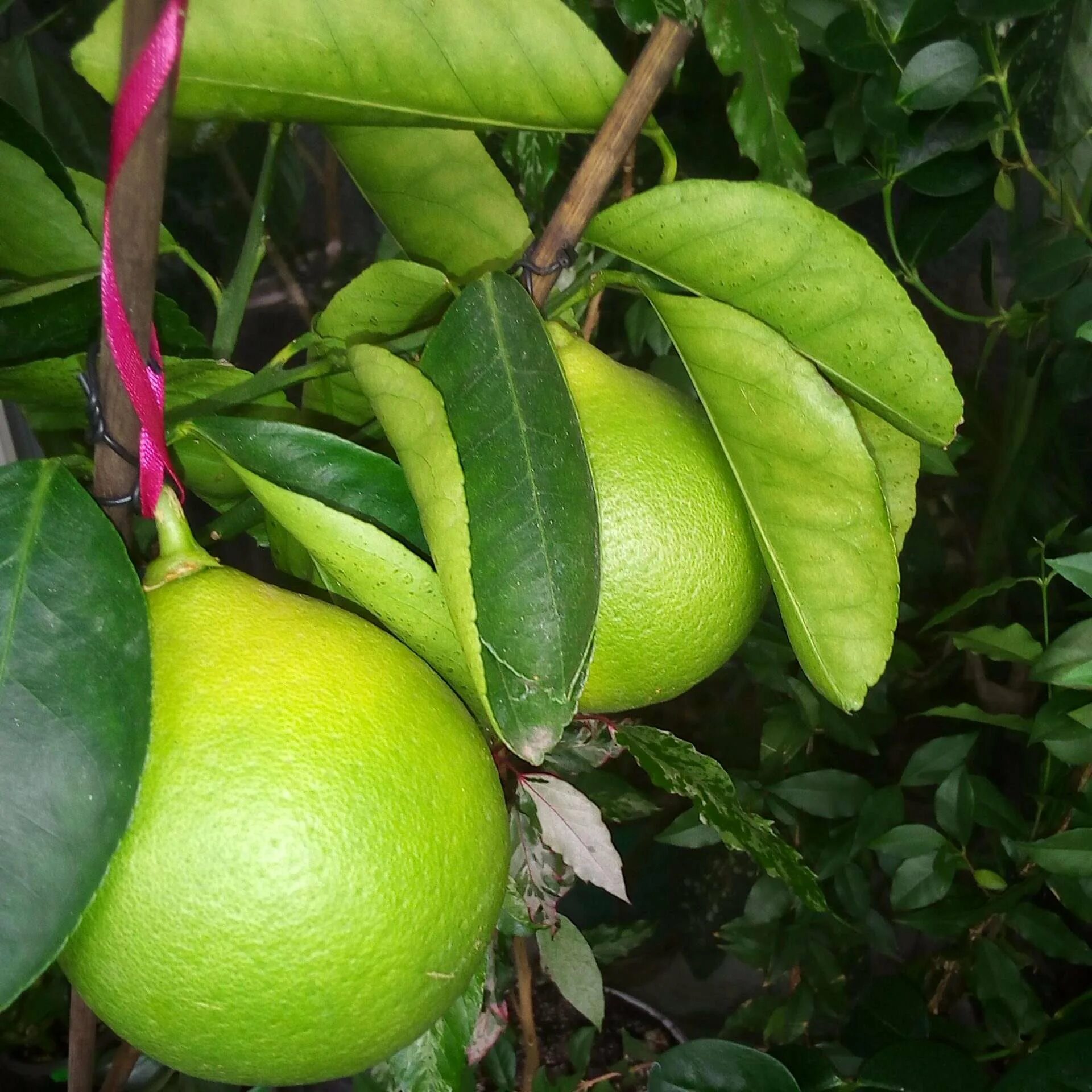 шеддок фрукт. помело шеддок. помело фрукт. помело фрукт. помело фрукт цитрусовые.