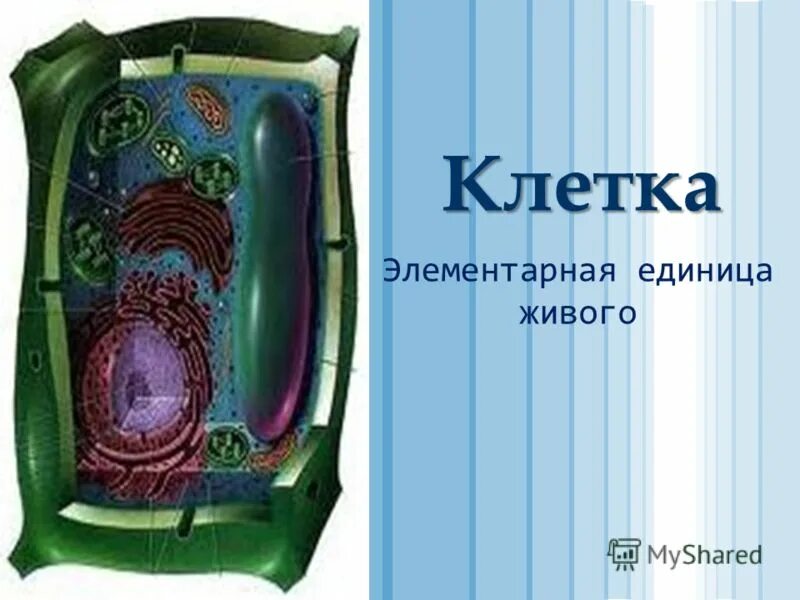 Клетка элементарная единица всего живого. Клетка единица живого. клетка это элементарная единица. клетка элементарная единица живого. клетка элементарная единица живого 10 класс.