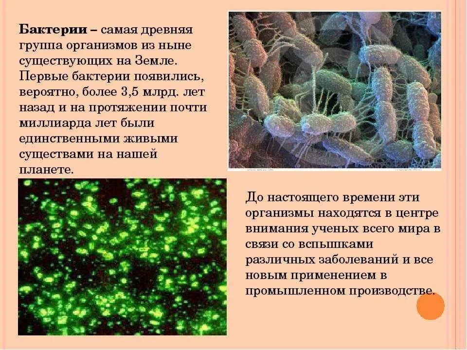 К какой группе обитателей почвы относятся микроорганизмы. Бактерии мельчайшие одноклеточные живые существа. Возникновение бактерий. Самые древнейшие организмы на земле. Бактерии в живых организмах.