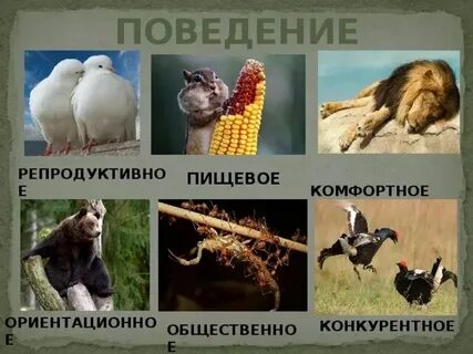 Конспект по биологии поведение животных