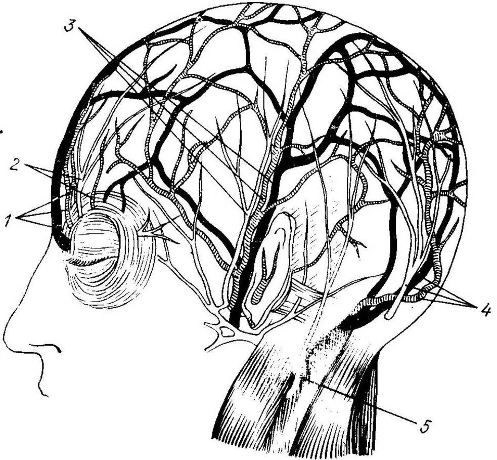 Нервные сосуды головного мозга. Черепно мозговая топография meningea Media. Схема черепно-мозговой топографии кренлейна. Затылочная артерия топография. Топография затылочного нерва.