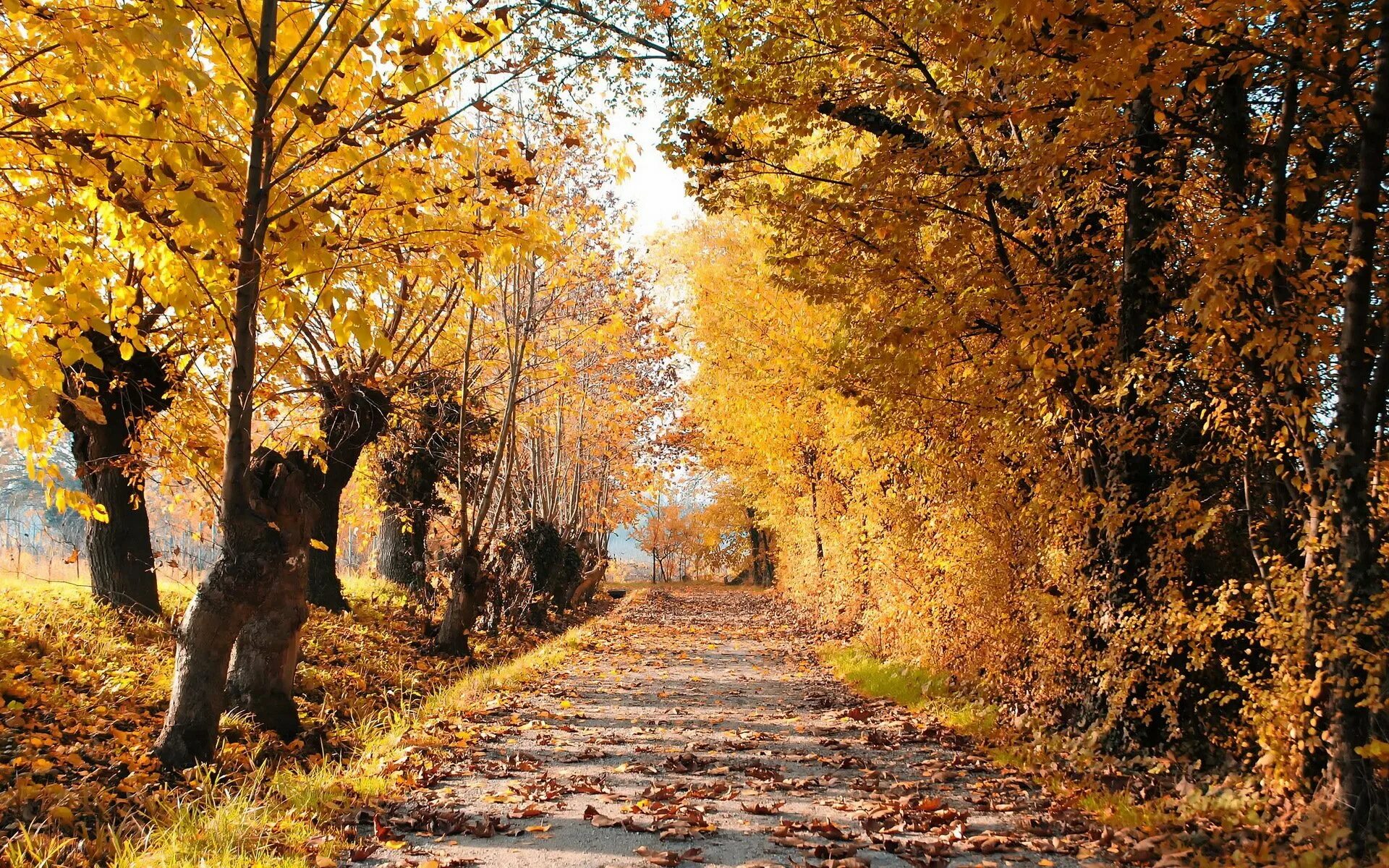 Осень без людей. Осенняя дорога. Осенний парк. Осень фото. Осенняя тропинка.