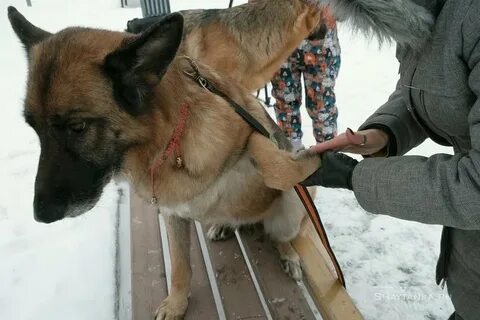 Реагенты собака лапы