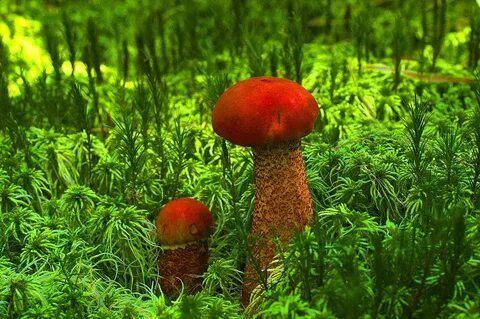 К чему снится собирать красноголовики