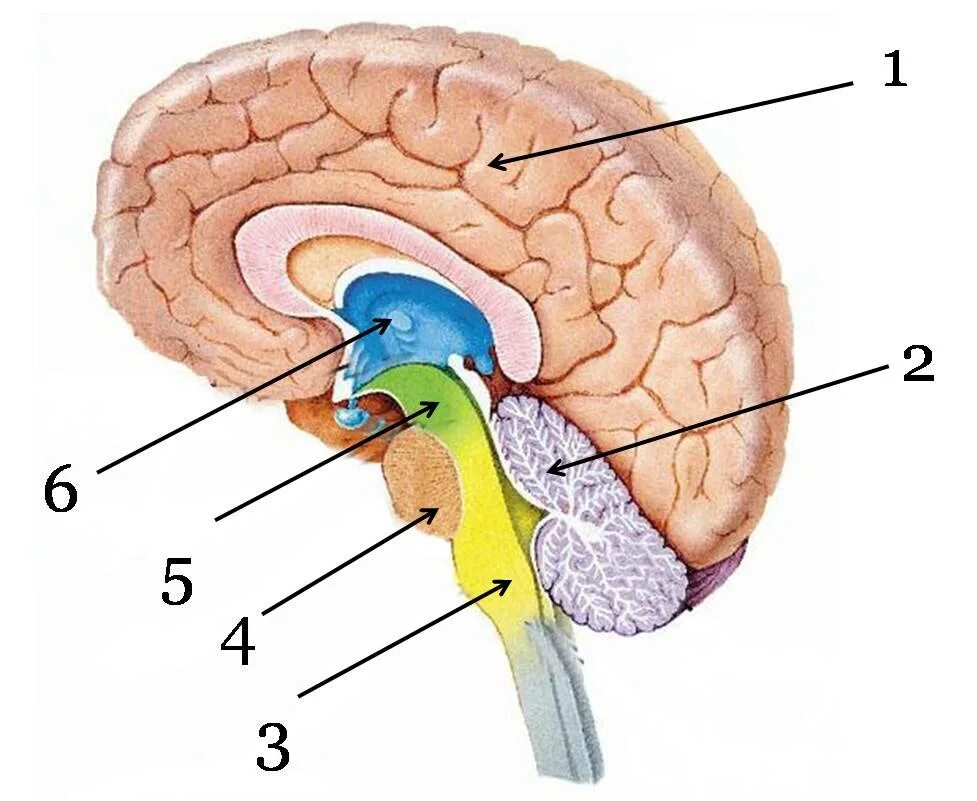Тест мозжечок. Строение головного мозга. Строение головного мозга человека. Строение отделов головного мозга рисунок. Головной мозг человека анатомия продолговатый мозг.