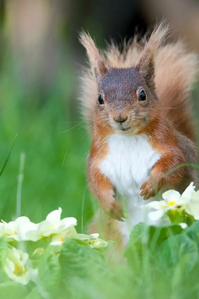 рыжая белка. изображения животных. белочка андроид. белочка андроид. белочка андроид.