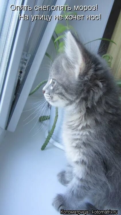 Отдыхаем в деревне!. Выйду на улицу. Хочу на улицу. Фотосессия на даче летом. Коты орут под окном.