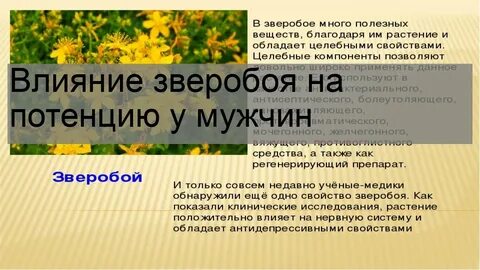 Зверобой трава польза для мужчин