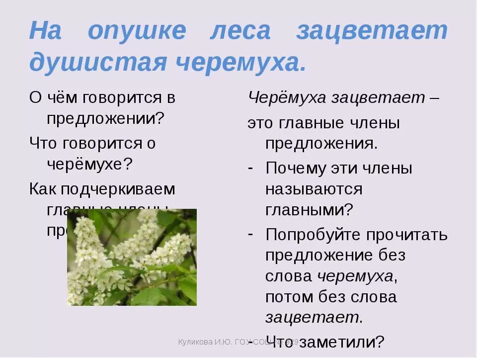 Пряный предложения. Черемуха на опушке леса. Предложение со словом цветет. Душистая черемуха зацвела. Черёмуха цветёт на опушках лесов.