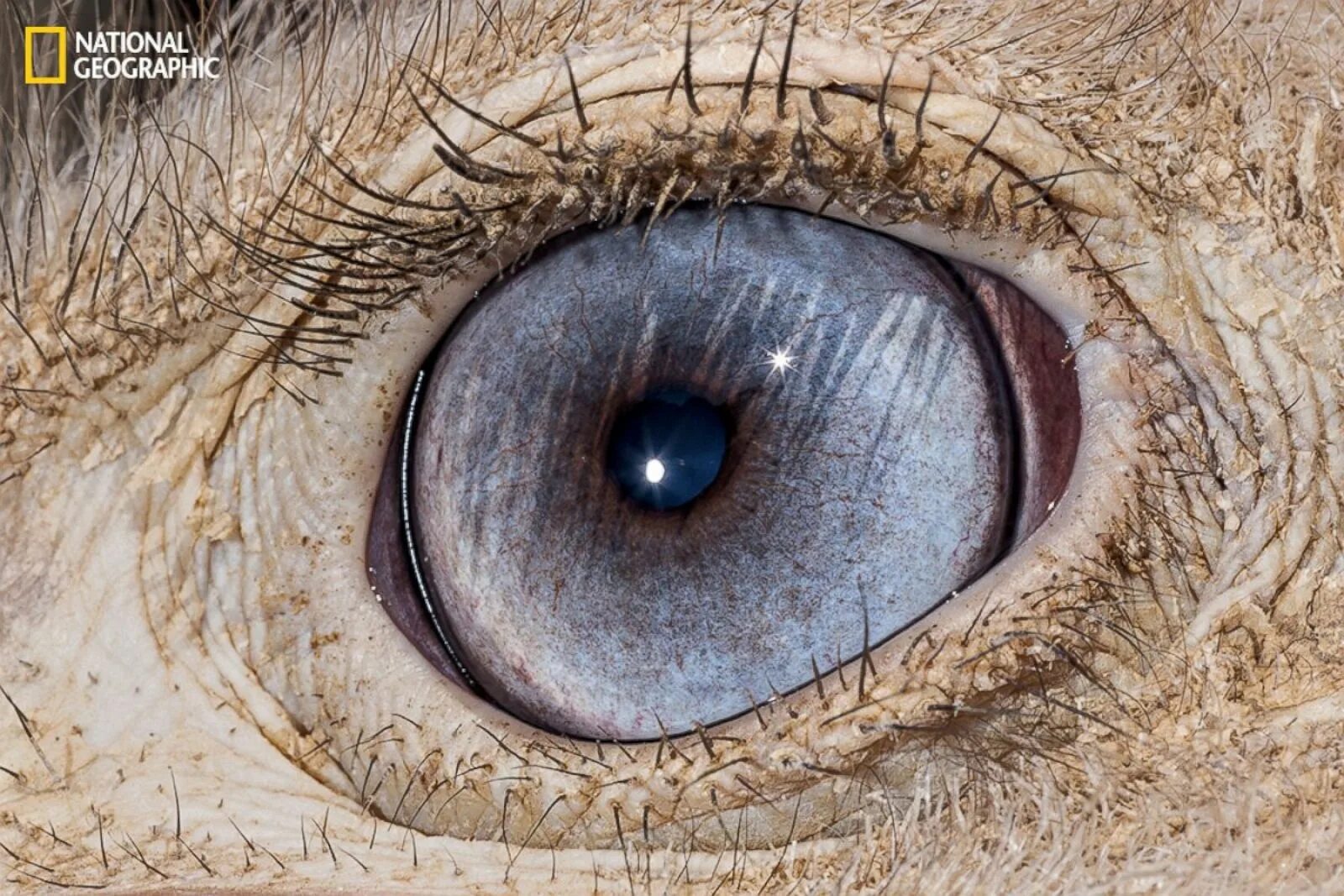 Глаза громадные как. Глаза животных. Глаза страуса. Необычные глаза животных. Макросъемка глаза животных.