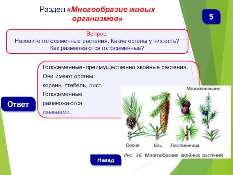 Голосеменные тест 7 класс. Стебель голосеменных. Органы голосеменных растений. Строение голосеменных растений. Корень голосеменных.