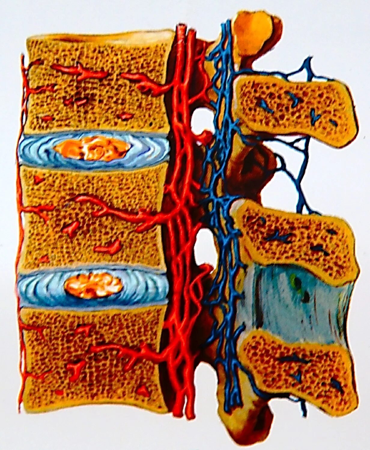 Кровоснабжение межпозвоночных дисков. Кровоснабжение пульпозного ядра. Артерии позвоночника. Кровеносные сосуды позвоночника.