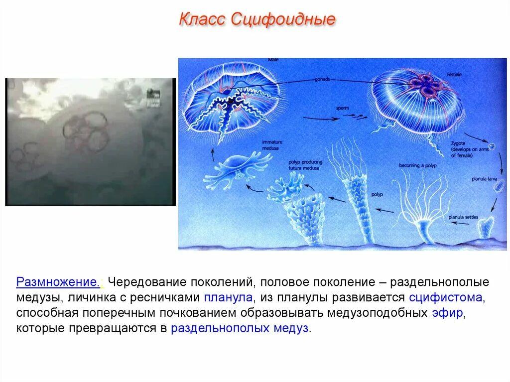 Планула Сцифоидные медузы. Цикл сцифоидных медуз. Личинка сцифоидных. Схема строения сцифоидной медузы. Передвижение многоклеточных