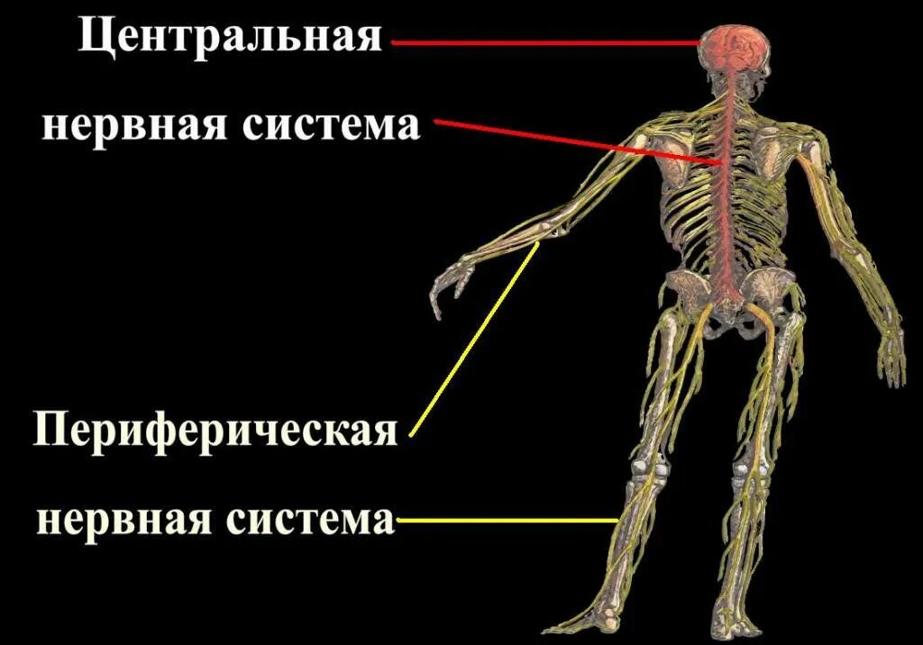 Центр периферическая нервной системы. Центральная нервная система человека. ЦНС И периферическая нервная система. Центральная нервная система и периферическая нервная система. Центральная система нервная и пепиферичная.