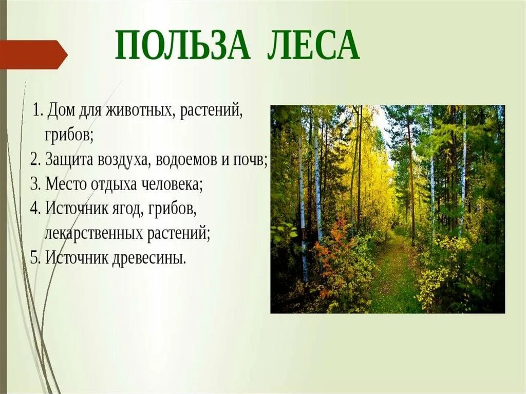 Край лесной слова. Лес наше богатство. Стихи на тему лес. Лес-наше богатство презентация. Богатство лесов.