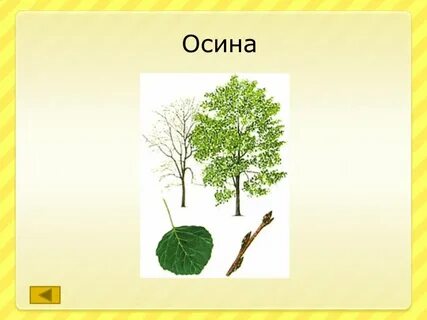 Осина рисунок для детей