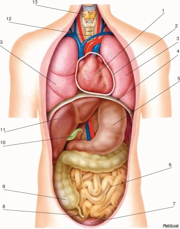 Брюшная и грудная полость тела. Расположение внутренних органов. Расположение органов у человека. Анатомия человека внутренние органы. Анатомическое расположение органов.