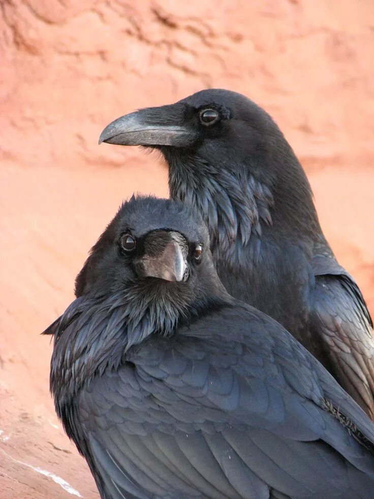 Ворон годы жизни. Corvus Corax птица. Ворон обыкновенный. Крупный ворон. Настоящий ворон.