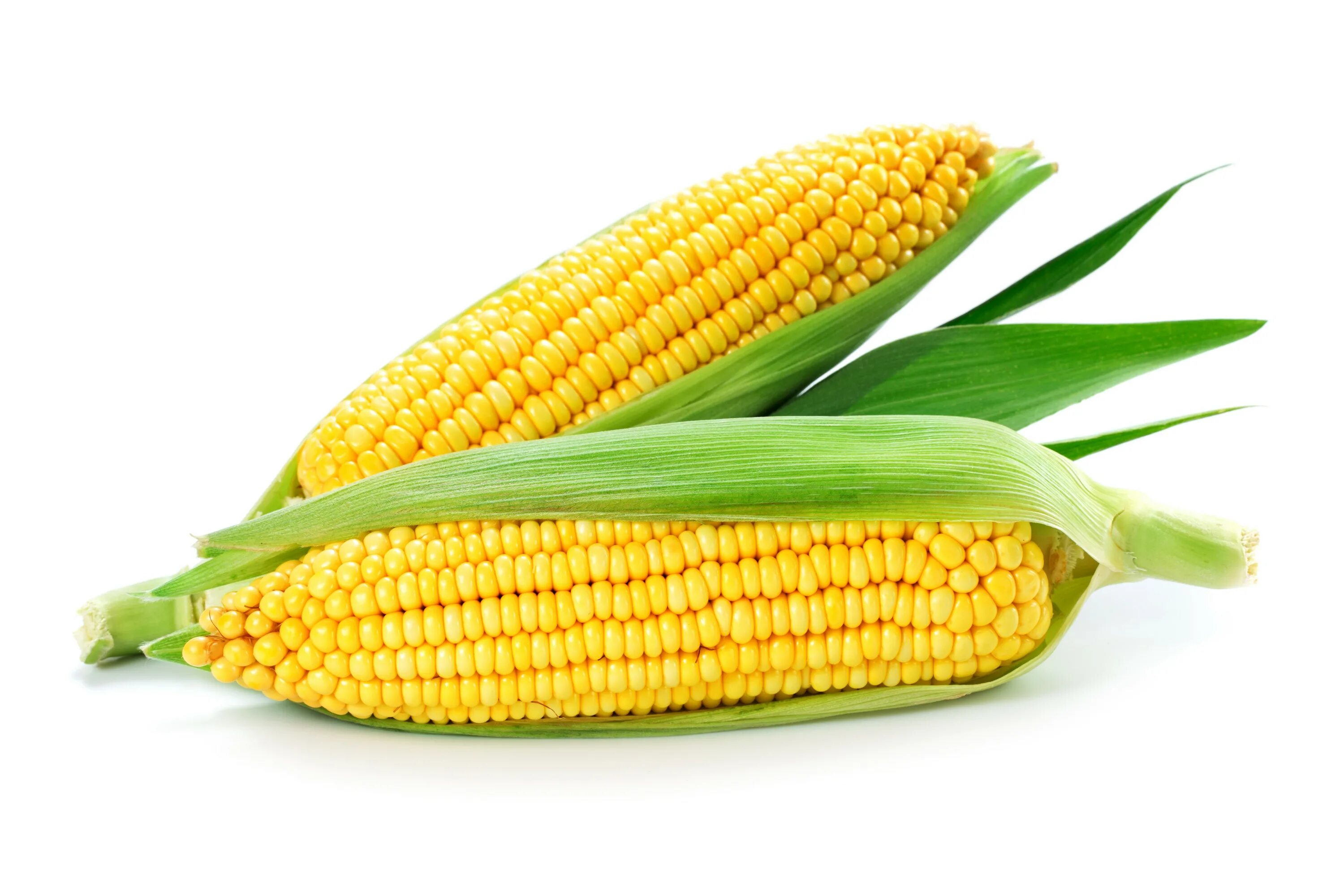 Кукуруза сахарный початок. Кукуруза 1 початок. Кукуруза урожай 2022. Кукуруза - Zea Mays l.. Corn на русском