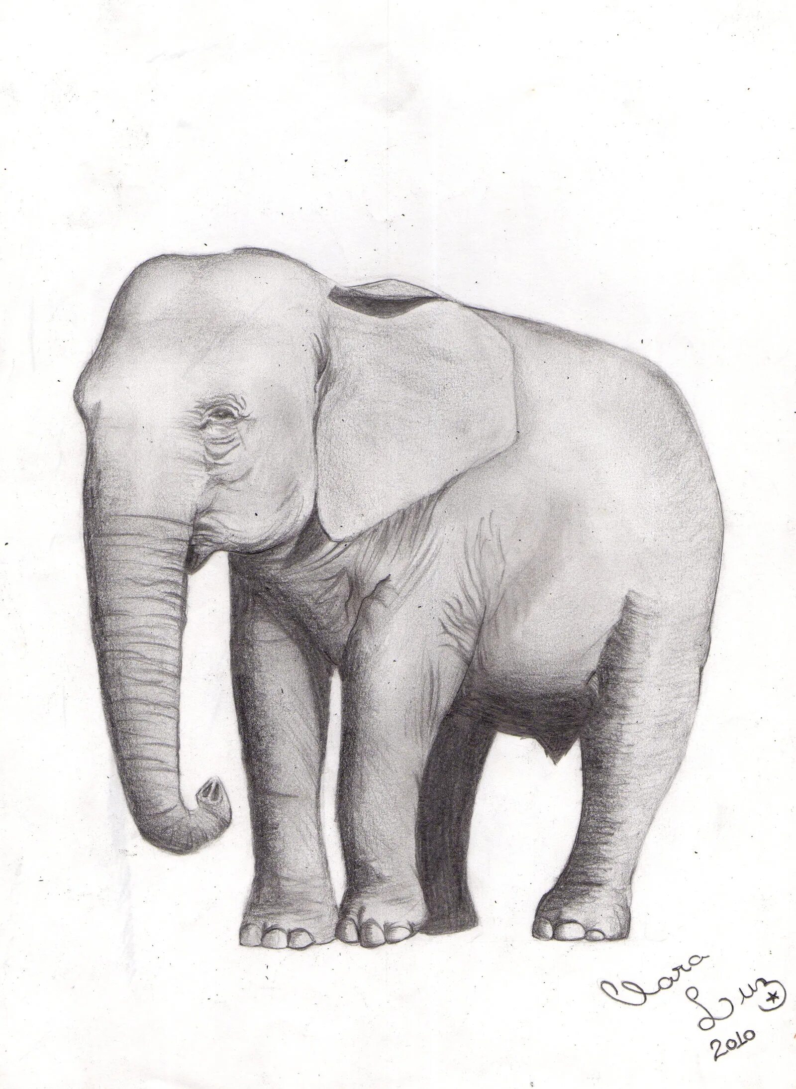 Слон нарисовать. Слон карандашом. Слон набросок. Зарисовки слона. Слон рисунок.
