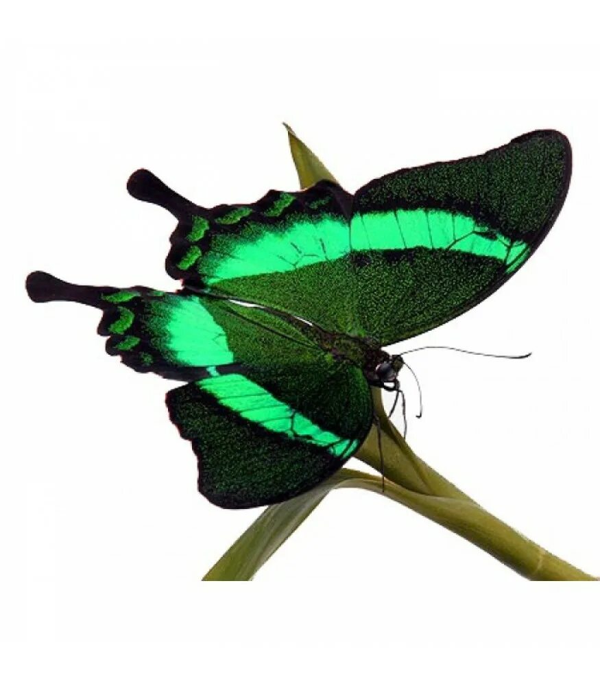 Papilio Palinurus бабочка. Парусник Палинур Papilio Palinurus. Papilio Palinurus бабочка куколки. Бабочка парусник Палинур зелёная. Чем кормить бабочку в домашних условиях