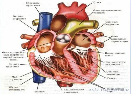 Желідегі хардкор секс кеші