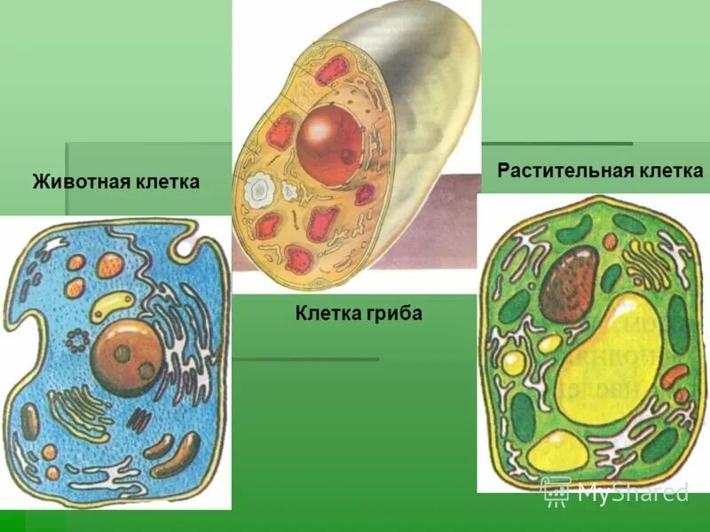 Рисунок клетки растения и грибами