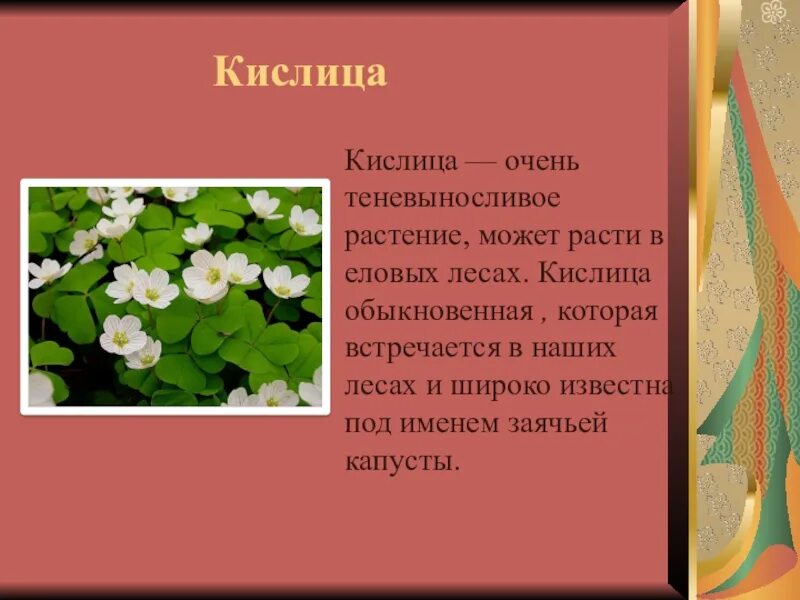 Растение леса сообщение 4 класс