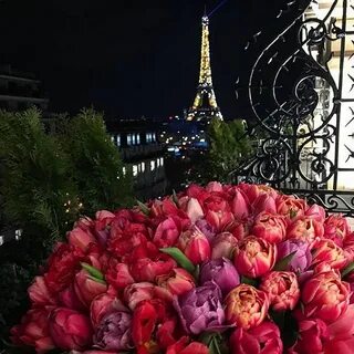 Rose paris