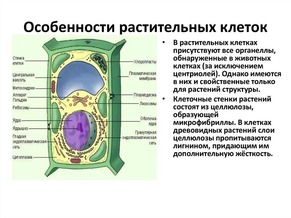 Структура растительной клетки 5 класс биология. Строение растительной клетки 6 биология. Строение растительной и животной клетки 5 класс биология. Органоиды растительной клетки схема.